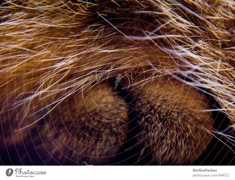 Pelztier-Ansichten Tier Borsten heizen Geborgenheit kuschlig Kuscheln Katze Pfote Zehen Fell Versteck verstecken geheimnisvoll Schutz kalte füße Fuß furry hair