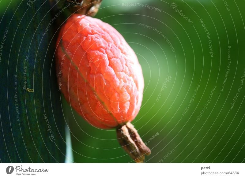 Stachelbeere Frucht Sonne Garten Sträucher groß blau grün rot Stachelbeeren Falte Beleuchtung erleuchten planze Baumstamm stüzpfahl Beeren beerenhaut Furche