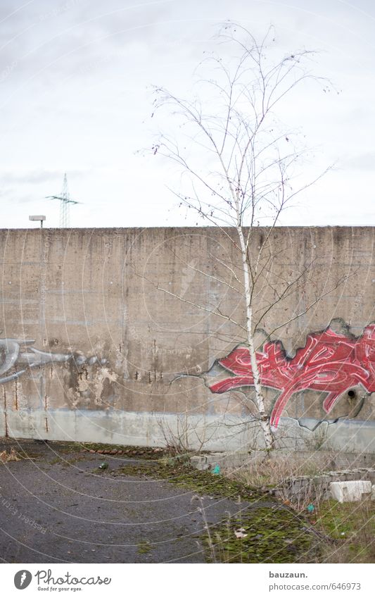 birke. Umwelt Natur Himmel Wolken Klima Wetter Pflanze Baum Gras Sträucher Wiese Ruine Mauer Wand Straße Wege & Pfade Strommast Straßenbeleuchtung Beton