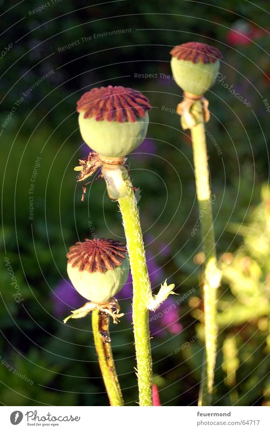 Und nocheinmal die drei Freunde... Mohn grün Blüte Herbst Blume Garten Pflanze Samen Sonne garden flower herstlich