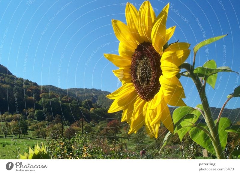 sunflower Sonnenblume