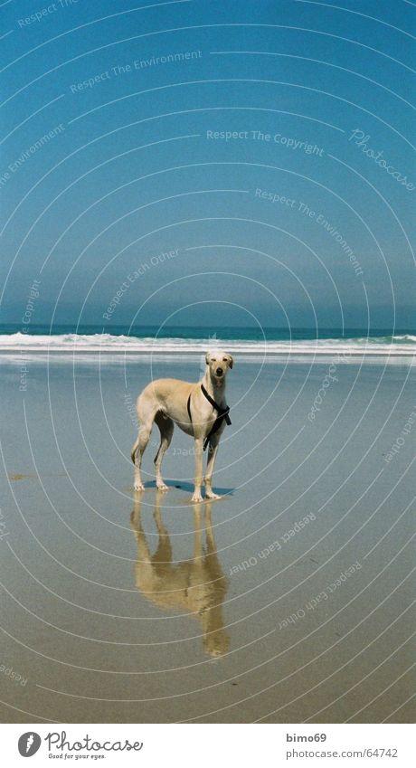 Strandläufer Hund Windhund Tier Meer Ferien & Urlaub & Reisen Wellen Zufriedenheit Platz Außenaufnahme Wasser Ferne Freiheit Tag