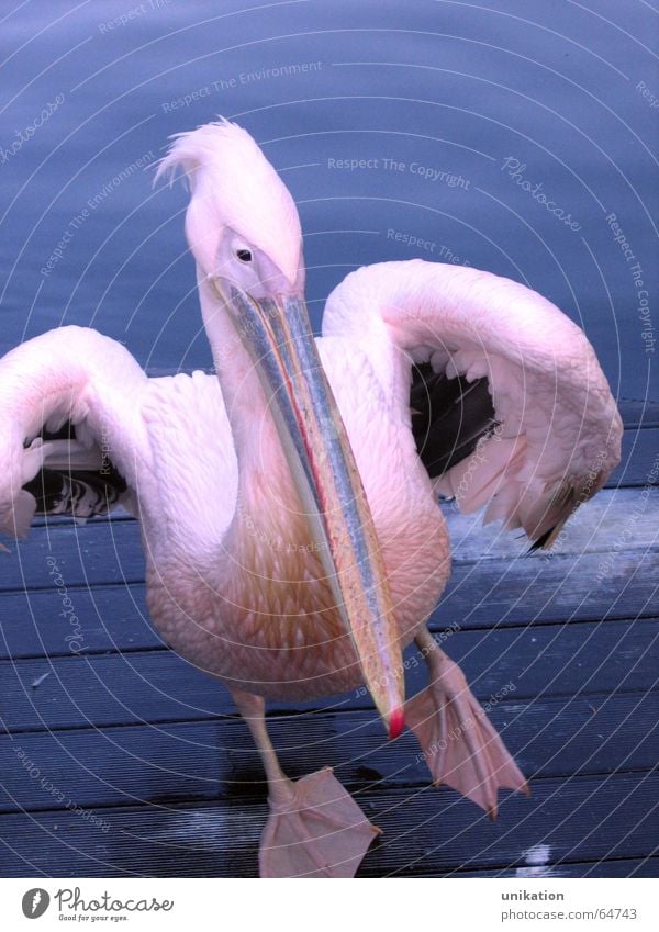 Walking on the Steg Pelikan Vogel rosa violett Schnabel watscheln Zoo Tier stagnierend Wasser blau Tanzen tolpatschig