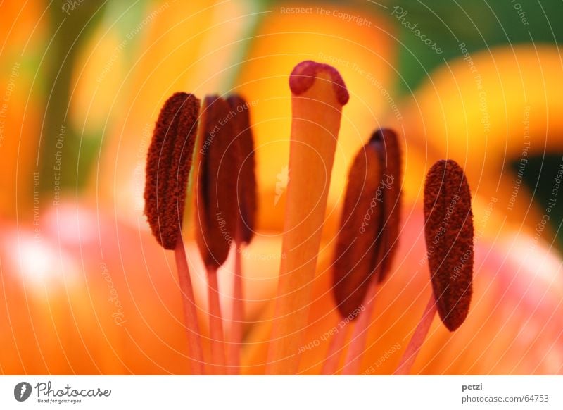 Orange Feuerlilie Leben Sommer Sonne Natur Pflanze Blume Blüte Wiese Rost braun gelb grün Lilien Liliengewächse Sommertag Fertilisation Blütenstiel flower lily