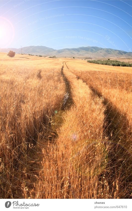 Landschaft Ferien & Urlaub & Reisen Freiheit Sommer Sonne Umwelt Natur Pflanze Himmel Horizont Wiese Straße Wachstum gold grün Farbe Frieden Idylle Ackerbau