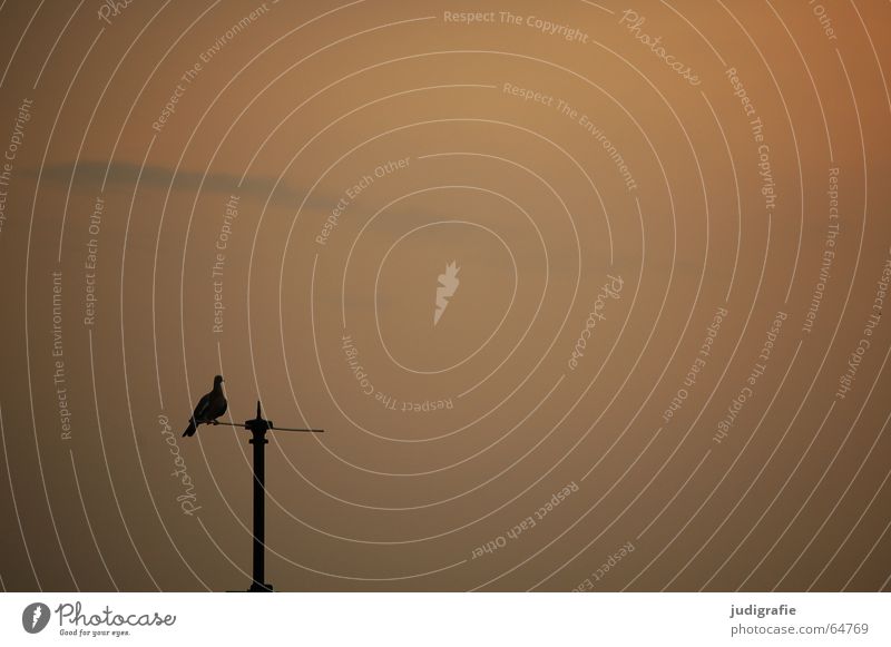 Abendruhe Antenne Vogel Taube ruhig Sonnenuntergang Licht schwarz Stab Himmel blick aus dem fenster orange Abenddämmerung Strommast Aussicht