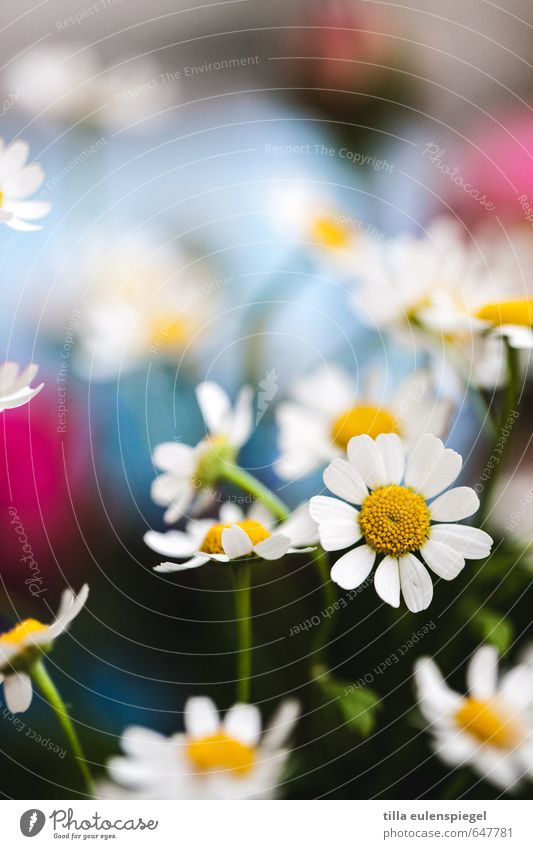 Frühlingsgefühl. Duft Pflanze Blume Blüte Wiese Blumenstrauß Blühend schön mehrfarbig Frühlingsgefühle Natur Vergänglichkeit Kamillenblüten Blütenblatt