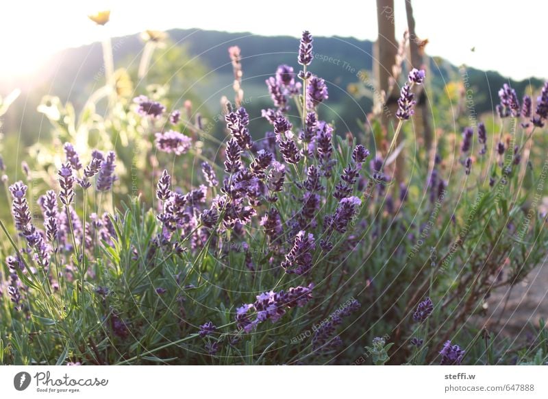 lavendel Schönes Wetter Pflanze Blume Blüte Garten Wiese Park genießen Blick träumen Wachstum warten Duft frisch wild grün violett Frühlingsgefühle authentisch