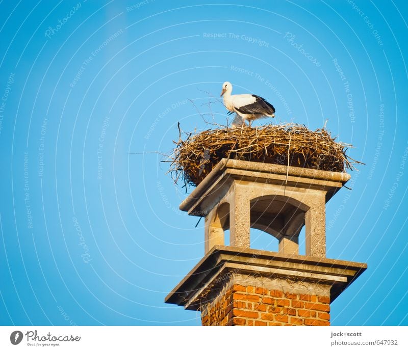 Klappern im Nest Wolkenloser Himmel Sommer Mittelfranken Schornstein Wildtier Storch Tierpaar Backstein Blick stehen authentisch hoch oben Originalität Wärme