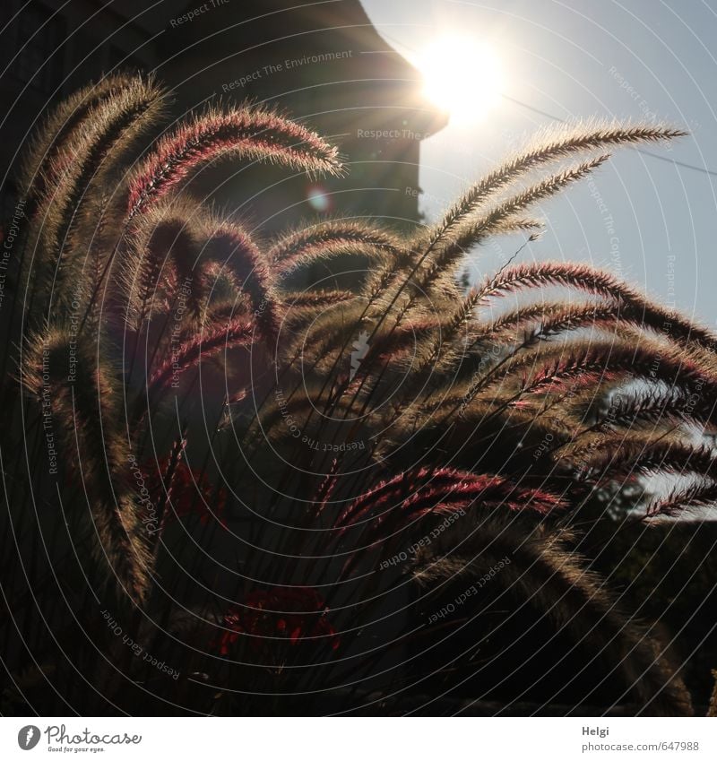 im Gegenlicht... Umwelt Natur Pflanze Herbst Schönes Wetter Gras Garten Gebäude Mauer Wand leuchten stehen Wachstum ästhetisch dunkel schön natürlich blau braun