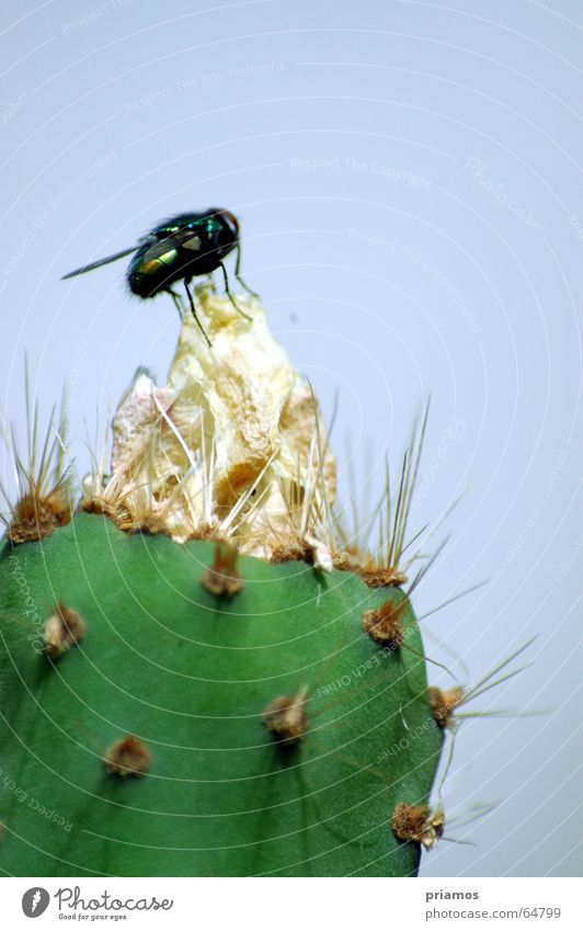 in Sicherheit Kaktus gefährlich Island Insekt Fliege Stachel Spitze bedrohlich Insel fly sharp cactus safety insect Makroaufnahme