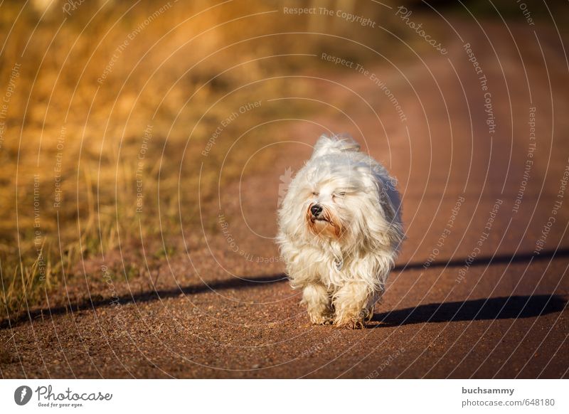 Gute Stimmung Natur Erde Herbst Schönes Wetter Gras Tier Haustier Hund 1 gehen niedlich braun orange weiß 2014 "Havaneser Bichon Vierbeiner Langhaar," Farbfoto