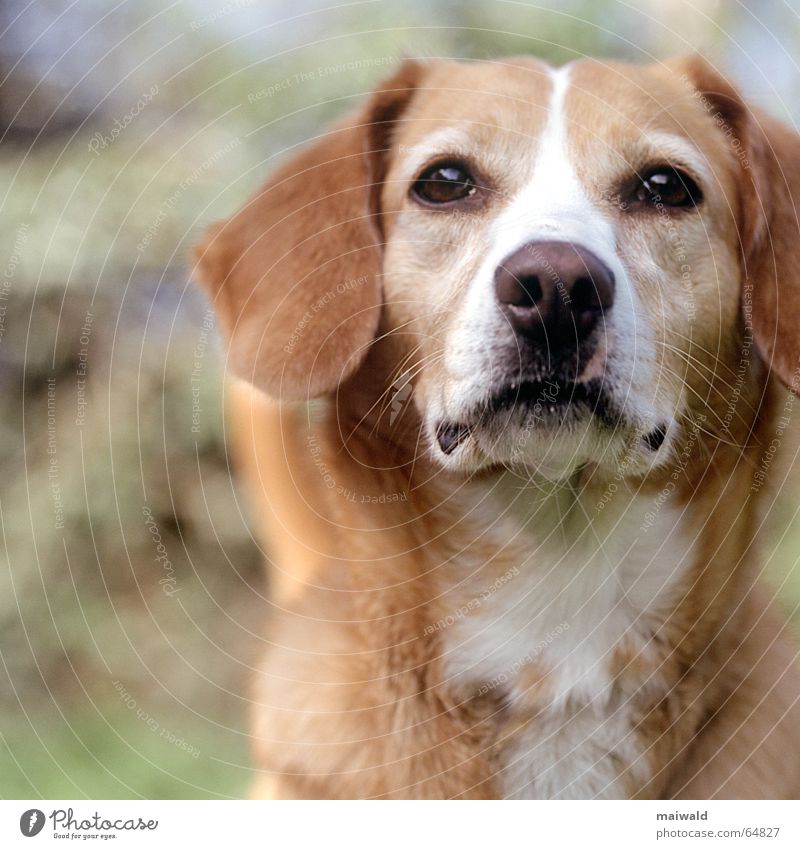 Nelly Hund Tier braun Fell weich Blick grün Tiefenschärfe Schnauze Mischling Wiese Feld Wachsamkeit Wittern Verantwortung Außenaufnahme Natur herrchen