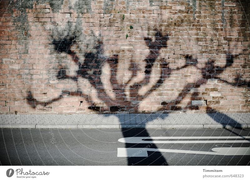 Rasen ist gefährlich | Mahnmal. Baum Menschenleer Straße Stein Ziffern & Zahlen Schilder & Markierungen ästhetisch bedrohlich braun grau Gefühle Tempo 30 Mauer