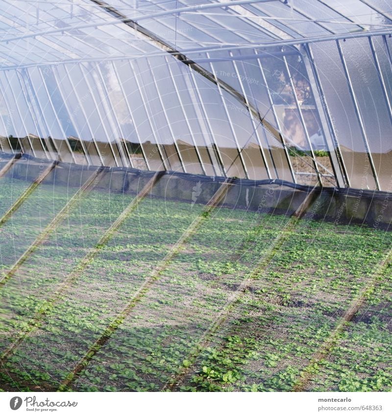 Glashaus Umwelt Natur Pflanze Sonne Sonnenlicht Frühling Blatt Grünpflanze Nutzpflanze Fenster Dach Gewächshaus Metall leuchten Wachstum dünn authentisch frisch