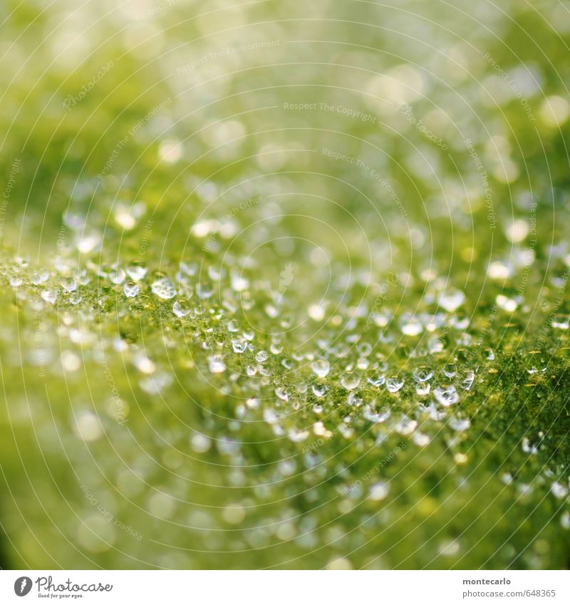 Osterperlen Umwelt Natur Pflanze Frühling Blatt Grünpflanze Wildpflanze Wassertropfen dünn authentisch elegant Flüssigkeit frisch glänzend kalt klein nass