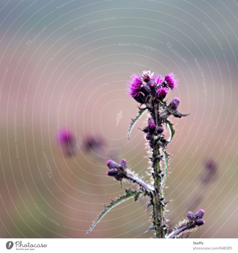 Distel blüht in Schottland nordisch nordische Wildpflanzen nordische Natur nordische Romantik schottisch Unkraut schottische Landschaft Sommer in Schottland