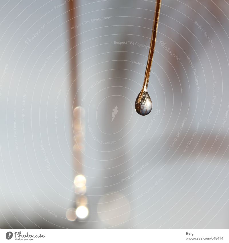 Tautropfen... Umwelt Natur Pflanze Herbst Schönes Wetter Gras Wildpflanze Halm Wiese Wasser glänzend hängen leuchten ästhetisch außergewöhnlich dünn einfach