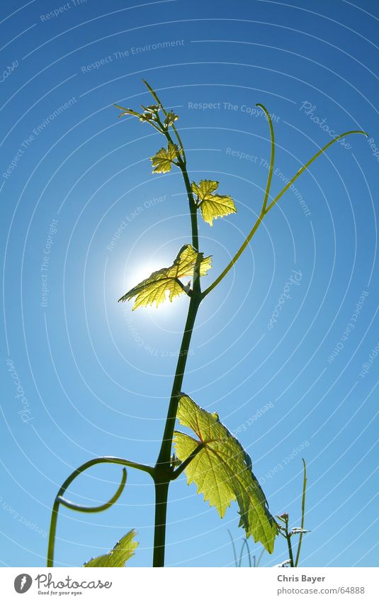 Der Sonne entgegen 2 Wein Ranke Sommer Franken Licht Himmel Leben wine sun sky light