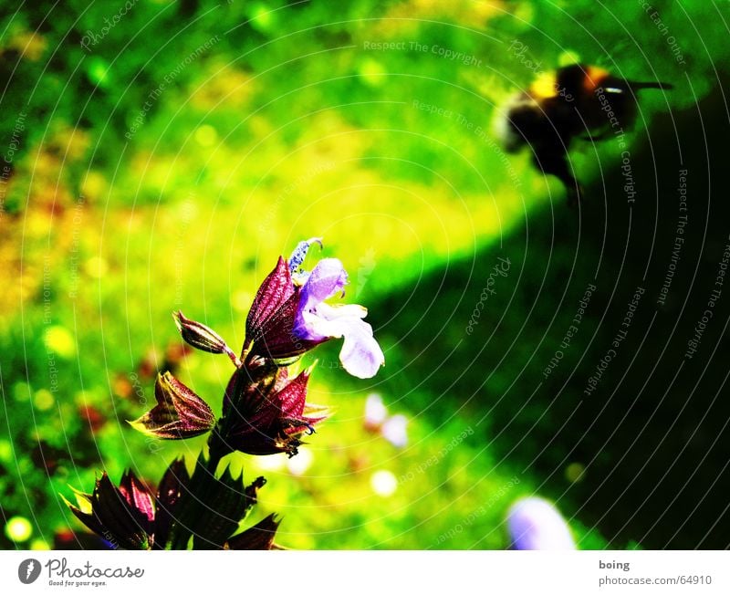 Abstauber Hummel Blüte Blume Salbei Freiheit Schatten Biene bestäuben Honig leer Staubfäden Sammlung fliegen Insekt Schweben Pollen Nektar Heilpflanzen