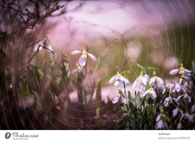 Frühlingshauch Ausflug Winter Umwelt Natur Schönes Wetter Wind Pflanze Blume Gras Sträucher Blatt Blüte Wildpflanze Frühlingsgefühle Frühlingsblume