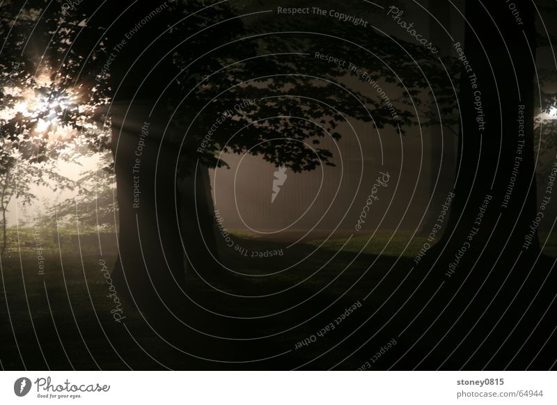 ... im walde 2 Wald Nebel Gegenlicht dunkel mystisch Beleuchtung hell Schatten Sonne