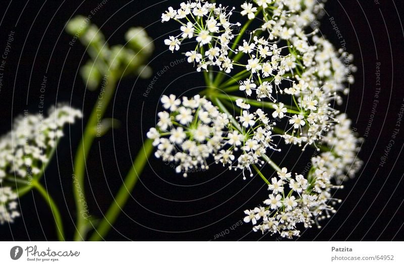 Wiesenblume Blume Gras Sommer