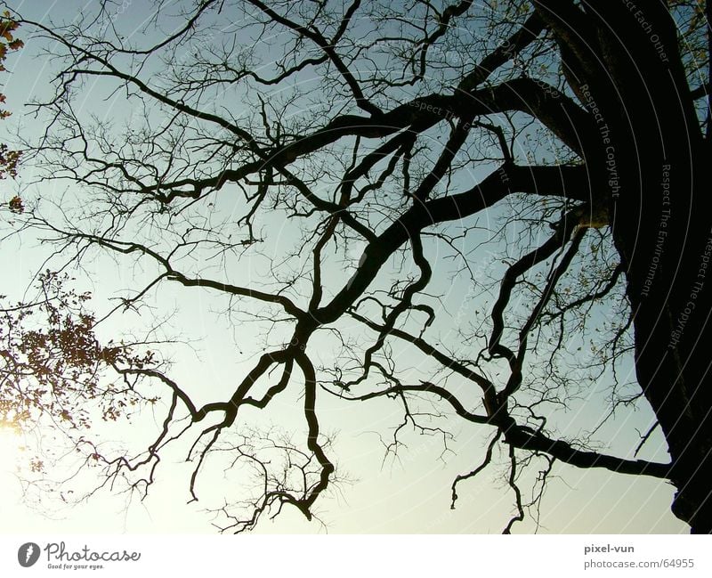 Skurril Baum Eiche alt Laubwald Umweltschutz Gegenlicht Sonne Dämmerung Geäst Baumstamm Baumrinde Zweig Ast Blatt Schatten Silhouette Himmel