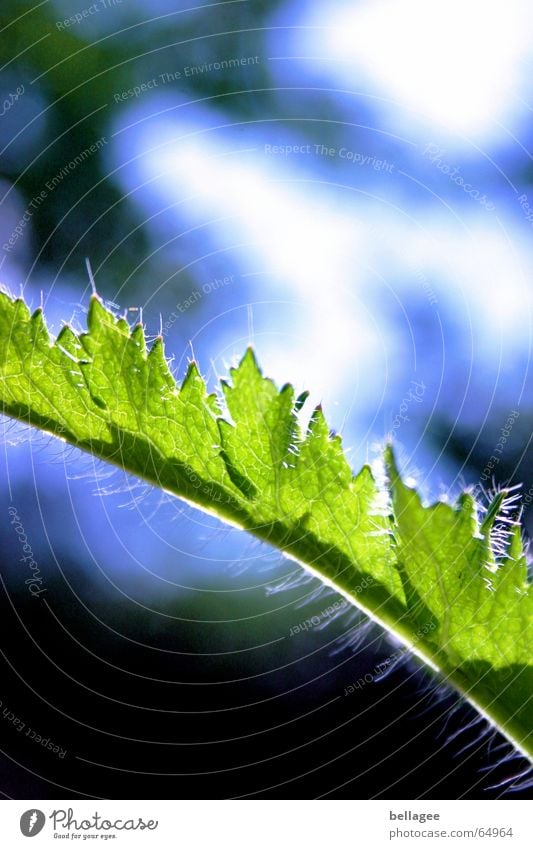 grün und blau... Blatt Außenaufnahme Licht Stengel Muster schön Detailaufnahme Pflanze Himmel Haare & Frisuren Strukturen & Formen Lampe Natur Anschnitt