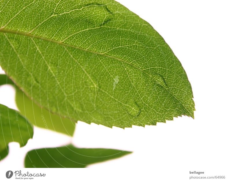 wenn blätter weinen Blatt grün weiß Außenaufnahme Baum Unschärfe Gefäße Muster Wassertropfen Strukturen & Formen Natur