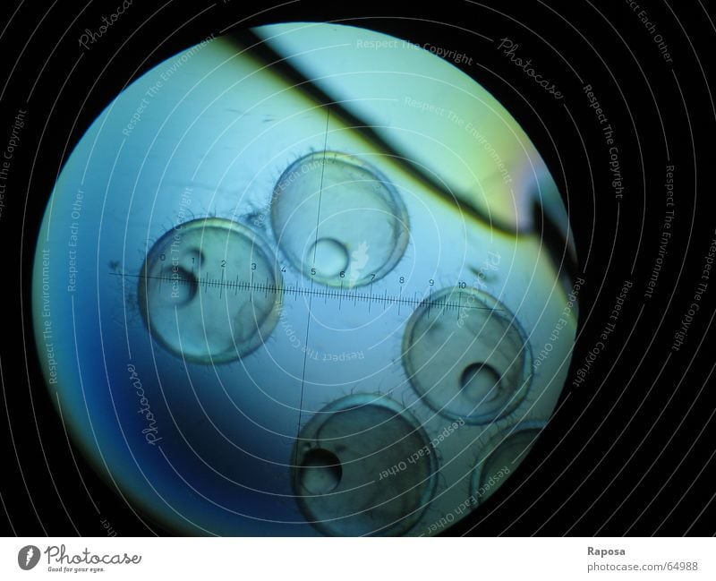 Das werden mal Medakas... Mikroskop Skala Praktikum untersuchen Zoologie Eigelb Chorion Wachstum klein winzig Studium Biologie mikroskopieren zeichnen forschen