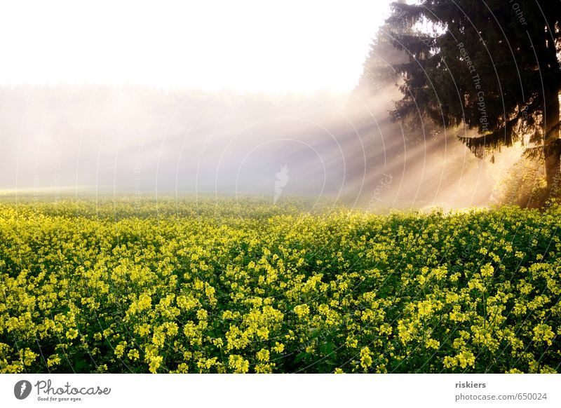 light me up Umwelt Natur Landschaft Pflanze Sonnenaufgang Sonnenuntergang Sonnenlicht Herbst Wetter Schönes Wetter Nebel Nutzpflanze Rapsfeld Feld Wald leuchten