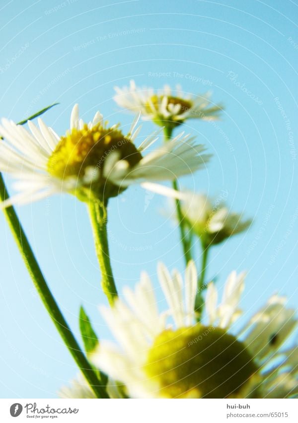 Zum HimmeL empoR Blume gelb weiß zart zerbrechlich Blüte hell-blau ökologisch magaritten Himmel Freiheit aufwärts Natur