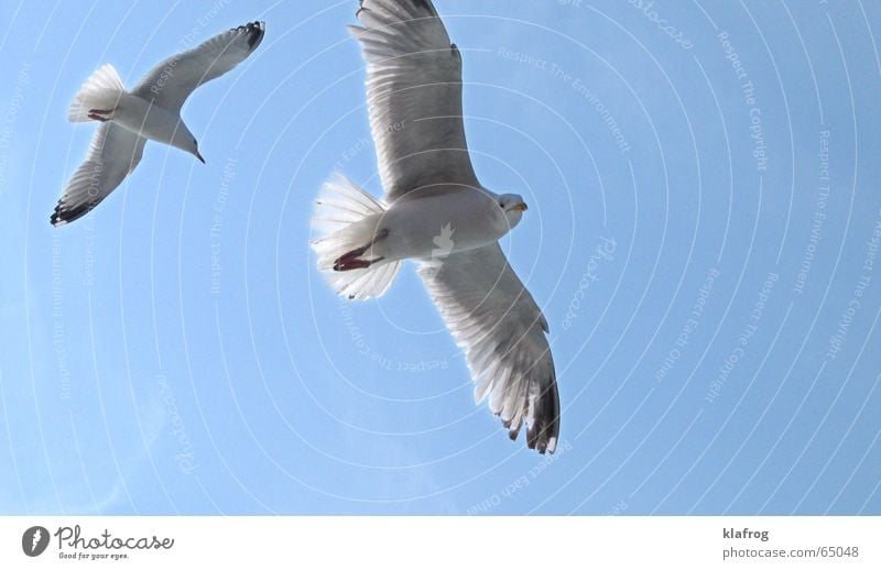 Zwei machen einen Sommer Möwe Silhouette Flügel Küste Ferien & Urlaub & Reisen Meer Himmel Neugier Vogel frei Freiheit Wind Profil fliegen blau Feder Lachmöwe