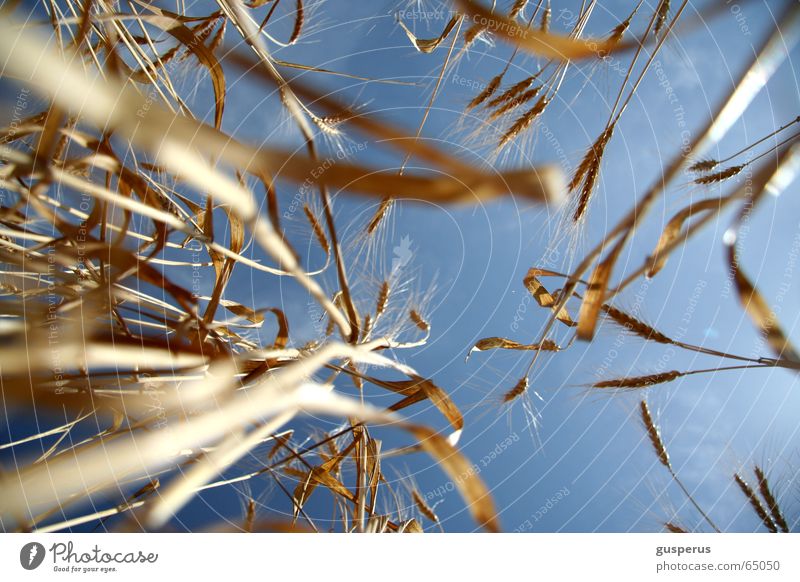 {bed full of corn} Sommer Pflanze streben Luft Lust Wachstum Weizen Duft aufwachen Physik frisch angenehm Gute Laune Natur schön träumen Feld Ernährung