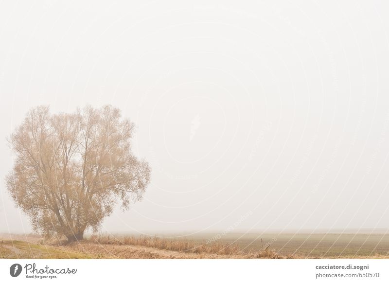 Alleine Natur Landschaft Pflanze Herbst Nebel Baum Feld einfach Unendlichkeit hell grau orange weiß Gefühle ruhig bescheiden sparsam demütig Langeweile