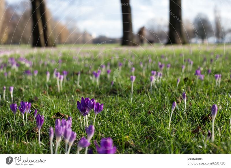 frühling breit. Wohlgefühl Zufriedenheit Erholung ruhig Himmel Sonne Frühling Pflanze Baum Blume Gras Blüte Krokusse Garten Park Wiese Blühend Duft entdecken