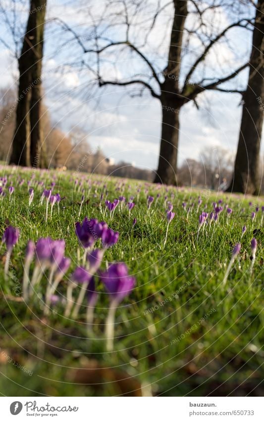 frühling schräg. Wohlgefühl Zufriedenheit Erholung Ausflug Ferne Freiheit Garten Himmel Klima Schönes Wetter Pflanze Baum Gras Blüte Krokusse Park Wiese Blühend