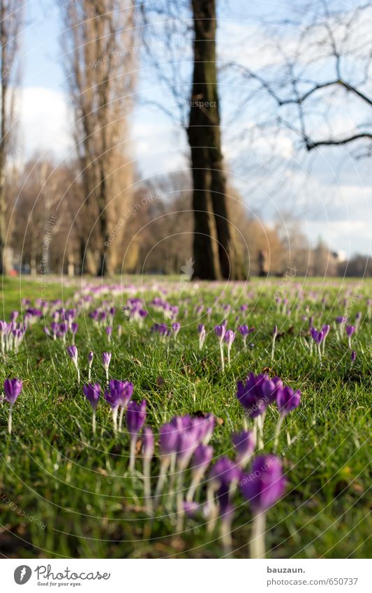 frühling hoch. Allergie Wohlgefühl Zufriedenheit Erholung Gartenarbeit Natur Pflanze Himmel Sonne Schönes Wetter Baum Blume Gras Blüte Krokusse Park Wiese