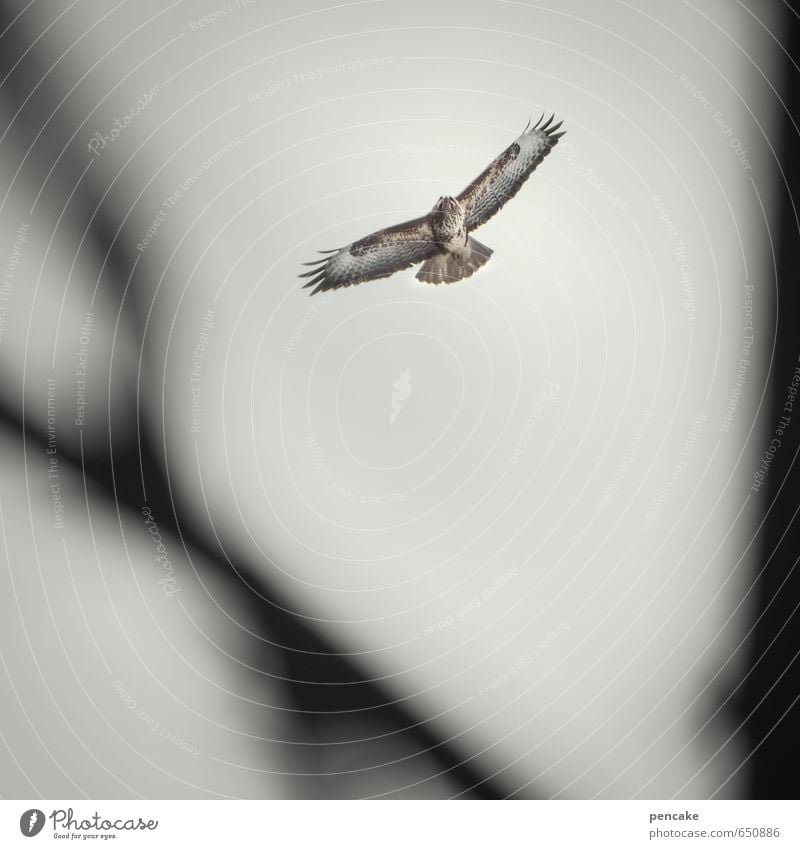 luftholen Natur Landschaft Tier Urelemente Himmel Baum Wildtier Vogel 1 Zeichen fliegen Blick Mäusebussard Luft Leichtigkeit Farbfoto Gedeckte Farben