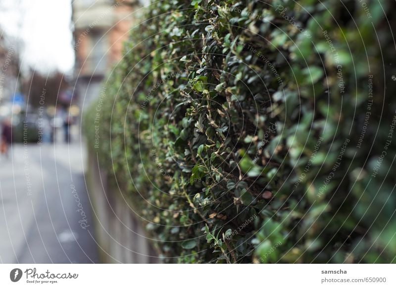 Ab durch die Hecke Garten Umwelt Natur Pflanze Sträucher Blatt Grünpflanze Park Stadt Stadtzentrum grün Zaun Grenze Begrenzung grünen Lebensbaum Pflanzenteile