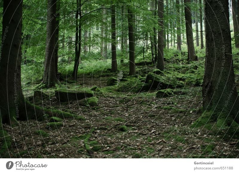 Wald Natur Landschaft Herbst Baum dunkel grün Baumstamm Moos Moosteppich Blatt Laubbaum Farbfoto Außenaufnahme Textfreiraum unten