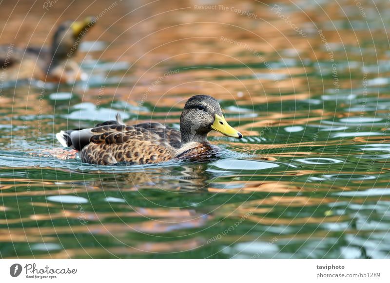 Stockente beim Schwimmen auf der Wasseroberfläche schön Sommer Frau Erwachsene Umwelt Natur Tier Park Teich See Fluss Vogel wild braun grün Farbe Ente Tierwelt