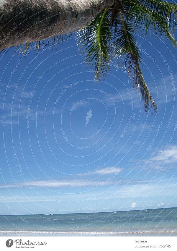 Alles Palme Traumstrand Salvador de Bahia Meer Strand Sommer Ferien & Urlaub & Reisen Wolken Schatten Badestelle Sonnenbad Stechpalme Freizeit & Hobby Ferne