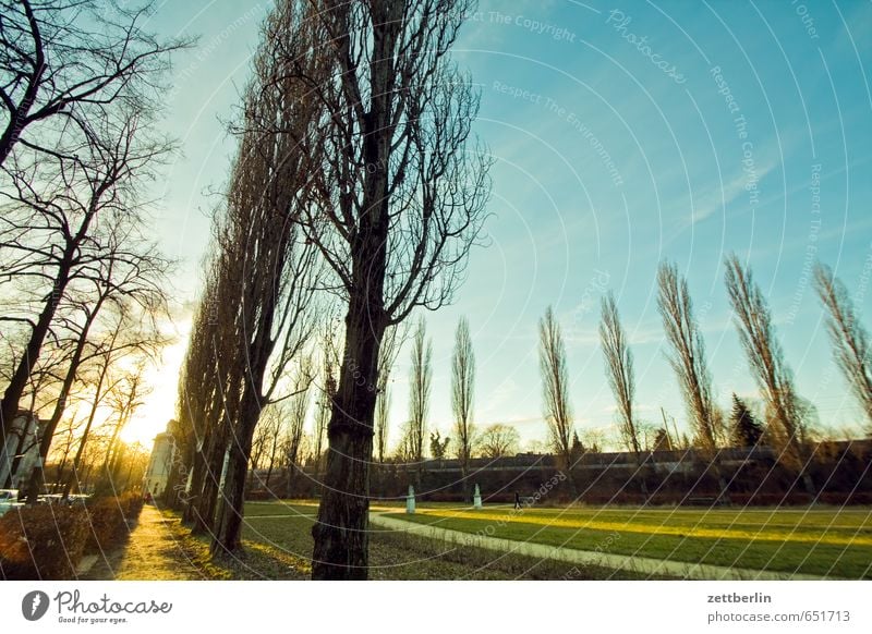 Stadtpark mit chromatischen Aberationen Park Gras Rasen Sportrasen Wiese Sonne Sonnenuntergang grell blenden Gegenlicht Weitwinkel Außenaufnahme Baum Reihe