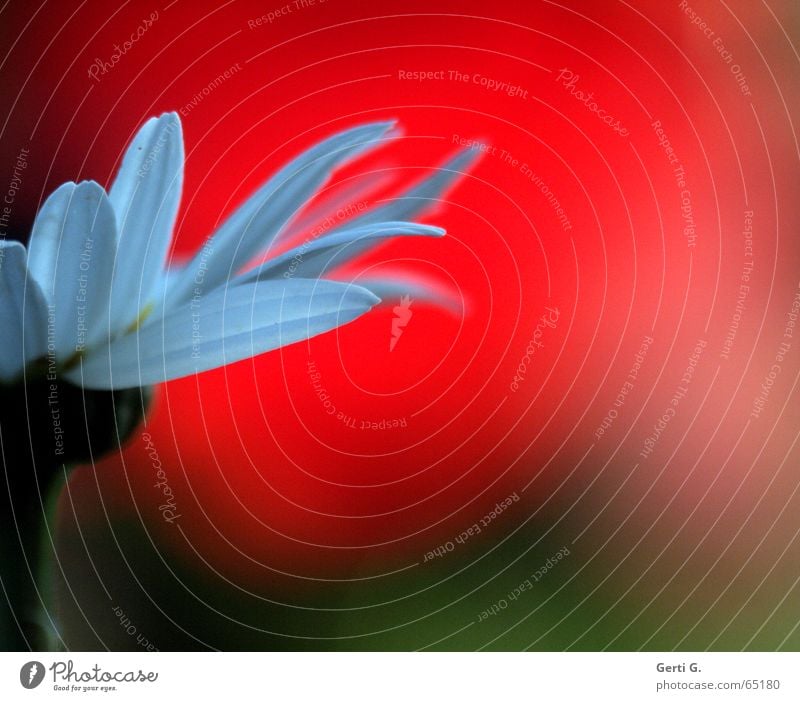 Er liebt mich Orakel Margerite Blütenblatt Zerreißen Liebesgruß Liebestest weiß rot Teilung Hälfte Blume Gänseblümchen orakelblume abzupfen Versuch noch roter