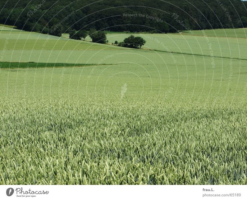 Waldecke Degersen ruhig Sommer Natur Landschaft Baum Feld Wege & Pfade grün Weizen Weizenfeld Niedersachsen Mittag Ecke wenige reduzieren farbflächen bleich