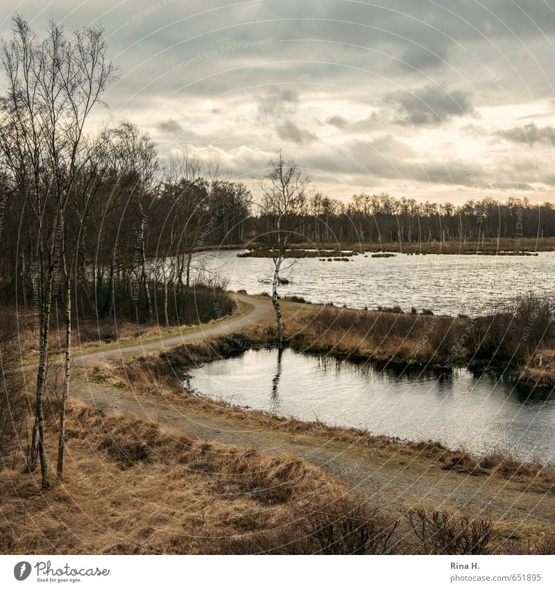 Spät II Umwelt Natur Landschaft Wolken Winter Pflanze Baum Gras Sträucher Birke Moor Sumpf See dunkel trist Quadrat dramatisch Stimmung Traurigkeit Farbfoto