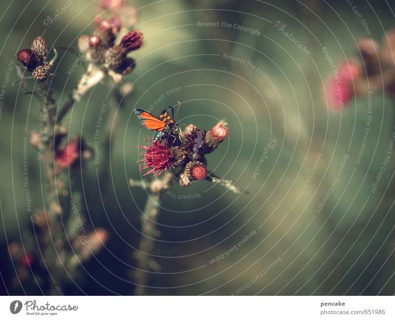 summer time Natur Pflanze Sommer Wildpflanze Tier Schmetterling 1 Zeichen Wärme Distel Distelblüte Feuerfalter rot grün Stimmungsbild weich Glück Traumtänzer