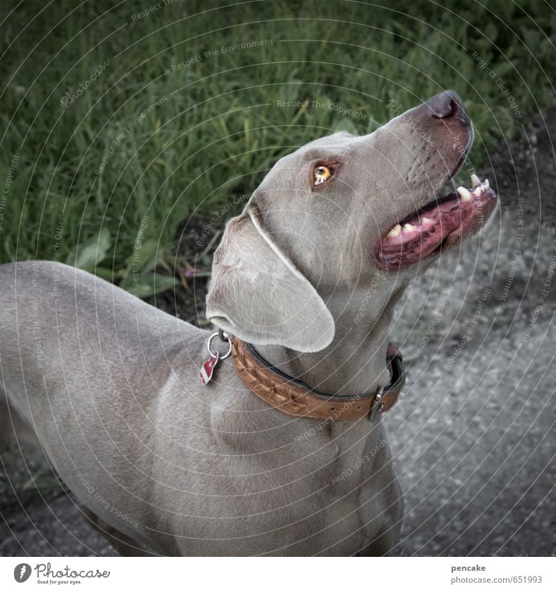 Dem zeig ich mal meine Zähne! Tier Haustier Hund Zeichen Abenteuer Partnerschaft Gebiss Weimaraner Hundeblick Spazierweg grau Treue Freundschaft Freundlichkeit